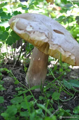 Грибы Боровик ( белый гриб) - «Белый гриб, как искусство и с различными  вариациями. Расскажу все подробности о съедобном грибе и его ближайшем  ложном представителе. Как их отличить? А вы видели когда