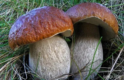 Виды белых грибов (76 фото) - 76 фото