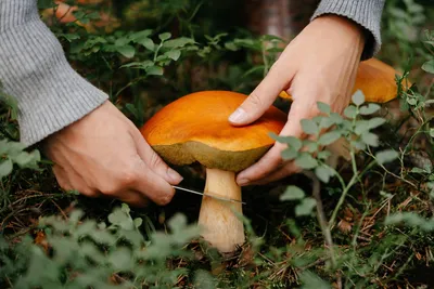 Boletus pinophilus, Белый гриб соснолюбивый (боровик)