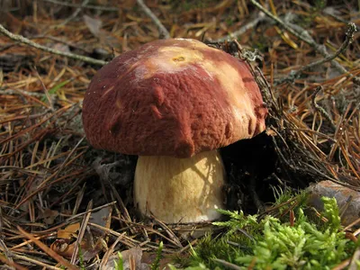 Как отличить белый гриб от отравленного, двойники - Главред
