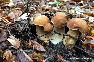 Сезон \"тихой охоты\": как отличить съедобные грибы от ложных и ядовитых -  10.07.2018, Sputnik Беларусь