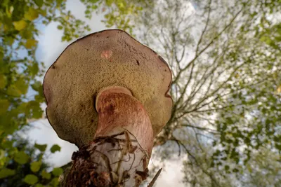 Boletus reticulatus, Белый гриб сетчатый