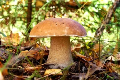 Белый гриб сосновый (лат. Boletus pinophilus)