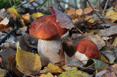 Боровик бронзовый – один из представителей рода белых грибов. В России под  угрозой этот вид не находится и собирать такие грибы можно.… | Instagram