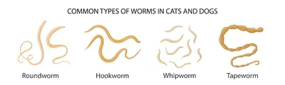Распространенные виды глистов у кошек и собак медицинская иллюстрация |  Премиум векторы