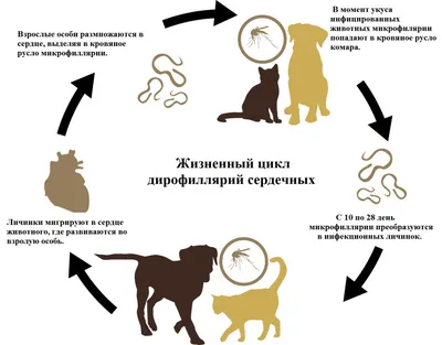 Паразиты у собак: виды, диагностика, и способы лечения от внешних, и  внутренних паразитов