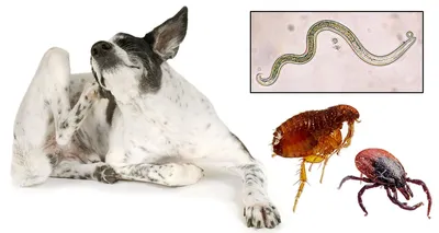 Глисты у собак 🐶 – причины заражения, симптомы и лечение гельминтоза