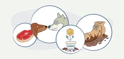 KRKA Selafort спот-он Средство от блох, клещей и глистов для собак от 2,6  до 5 кг (7245730) - купить на Korm.com.ua