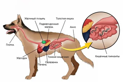Глисты у собак - симптомы и лечение, виды гельминтов