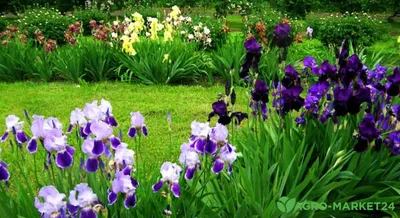 Ирис критский, латинское название Iris cretensis - Сайт о Крите