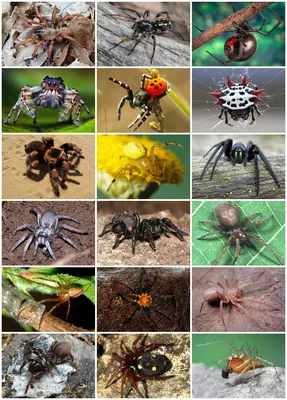 Виды пауков картинки