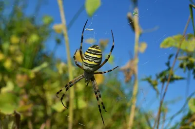 Новые виды пауков-павлинов продолжают находить в Австралии