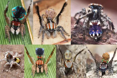 В Австралии открыли почти 40 новых видов пауков. Что в них особенного | РБК  Life