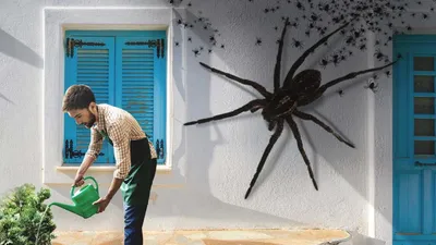 Австралийские ученые нашли новый вид паука длиной свыше 20 см - Газета.Ru |  Новости
