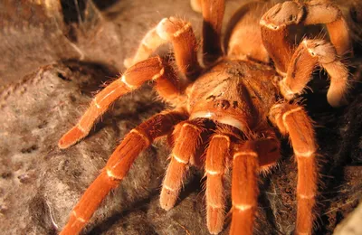 Опасные питомцы: тюменец рассказал о коллекционировании редких видов пауков