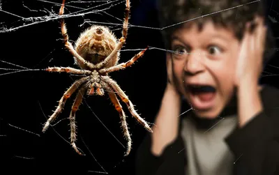 Мадагаскарских пауков заподозрили в охоте на лягушек с помощью ловушек из  листьев