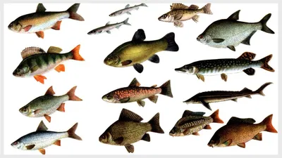 Картинки рыбы названия по окружающему миру (67 фото) » Картинки и статусы  про окружающий мир вокруг