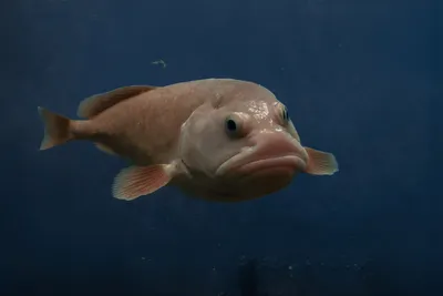 Рыба судак: особенности, виды, описание - Frost Fish