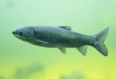 Виды речных рыб в картинках фотографии