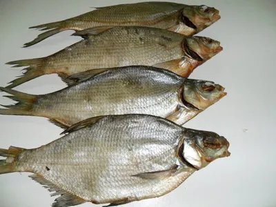 Речные рыбы и их болезни: фото и информация | Болезни речных рыб Фото  №739271 скачать