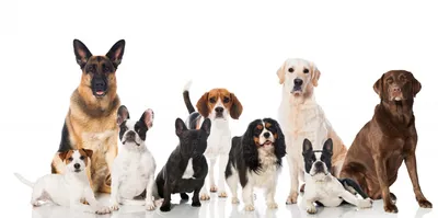 Терьеры: все виды, породы собак с фото и названиями, какие бывают  разновидности