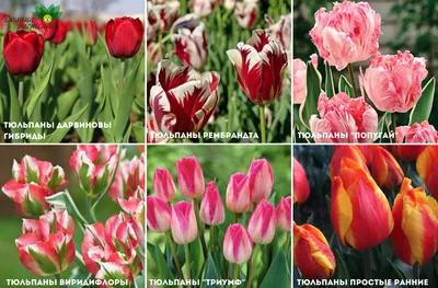 Виды тюльпанов: разновидности тюльпанов - АгроМаркет24