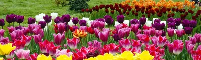 Миллионы цветов и сотни видов тюльпанов. Стамбул. Вот кто научил голландцев!