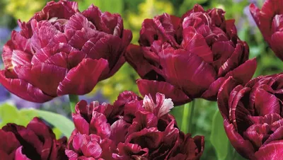 РИА Новости - Это один из самых красивых видов тюльпанов.... | Facebook