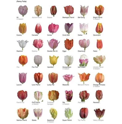 Тюльпаны названия сорта виды разные tylip tulips | Тюльпаны, Георгины, Цветы