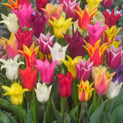 СонцеCад - Луковицы тюльпанов. Уникальные сорта из Голландии