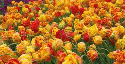 Правда ли, что в Нидерландах вывели новый сорт тюльпанов в цветах  украинского флага? - Проверено.Медиа