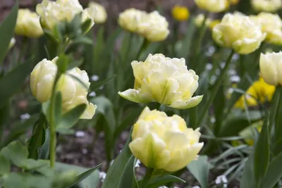Такого вы еще не видели! Новые сорта тюльпанов необычайной красоты для  оформления вашего сада - полезные статьи о садоводстве от Agro-Market
