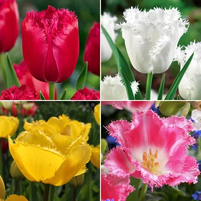 Пионовидные тюльпаны – фото и описания 10 лучших сортов | В цветнике  (Огород.ru)