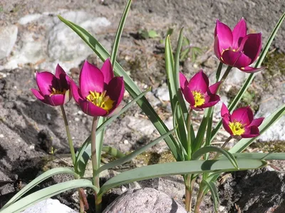 Какие тюльпаны выбрать - советы флористов