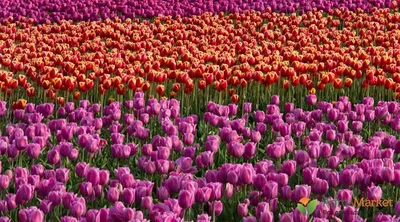 Какие виды и сорта тюльпанов выбрать для вашего сада