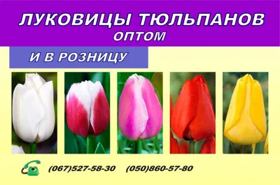 Иностранные сорта тюльпанов прекрасно прижились в российском Крыму - МК Крым