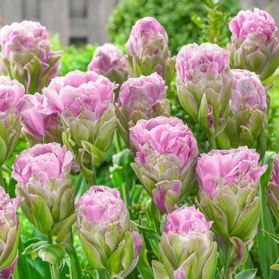 Такого вы еще не видели! Новые сорта тюльпанов необычайной красоты для  оформления вашего сада - полезные статьи о садоводстве от Agro-Market