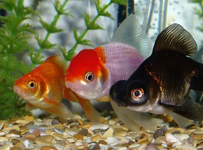 Золотые рыбки редкие селекционные породы, фото-видео обзор