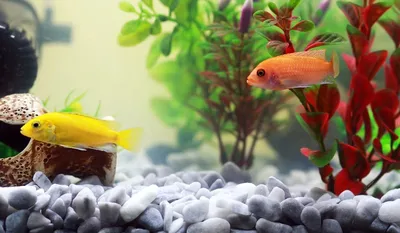Самые красивые аквариумные рыбки: названия, фото-видео обзор