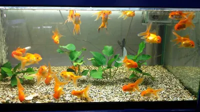 изображение золотой рыбки плавающей в воде, декоративная рыба, золотая рыбка,  животное фон картинки и Фото для бесплатной загрузки