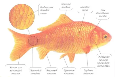 Память аквариумной рыбки - 10 секунд | А ты знал? | Дзен