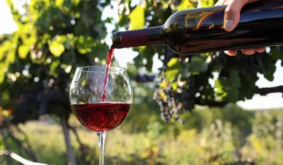 4 секреты от винодела, как правильно пить крафтовое вино