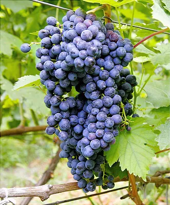 Сорта винограда будущего – какие они? - Виноград, виноградарство. Саженцы  винограда Красохиной С.И.