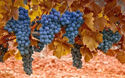 16 полезных для здоровья сортов винограда