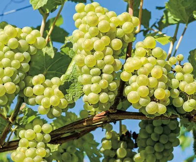 Что произойдет, если есть виноград каждый день? Отвечает диетолог - РИА  Новости Спорт, 08.10.2021