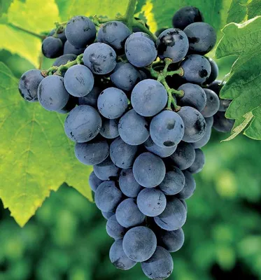 Лучшие сорта винограда: рейтинг топ-15 по версии КП