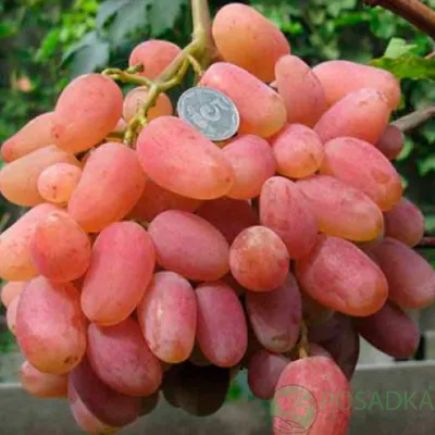 Гигантский виноград по цене 300 долларов США за гроздь