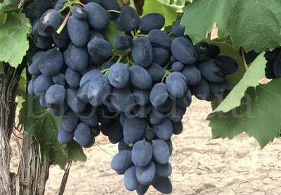 4 сорта винограда без косточек, которые от чистого сердца советую к  выращиванию | посуДАЧИм об огороде | Дзен