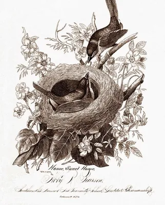 чёрно-белые картинки для распечатки винтажные птички: 8 тыс изображений  найдено в Яндекс.Картинках | Vintage bird illustration, Vintage birds, Bird  art