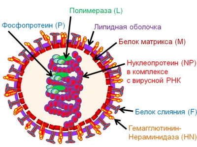 Генитальный герпес: вирус-рецидивист